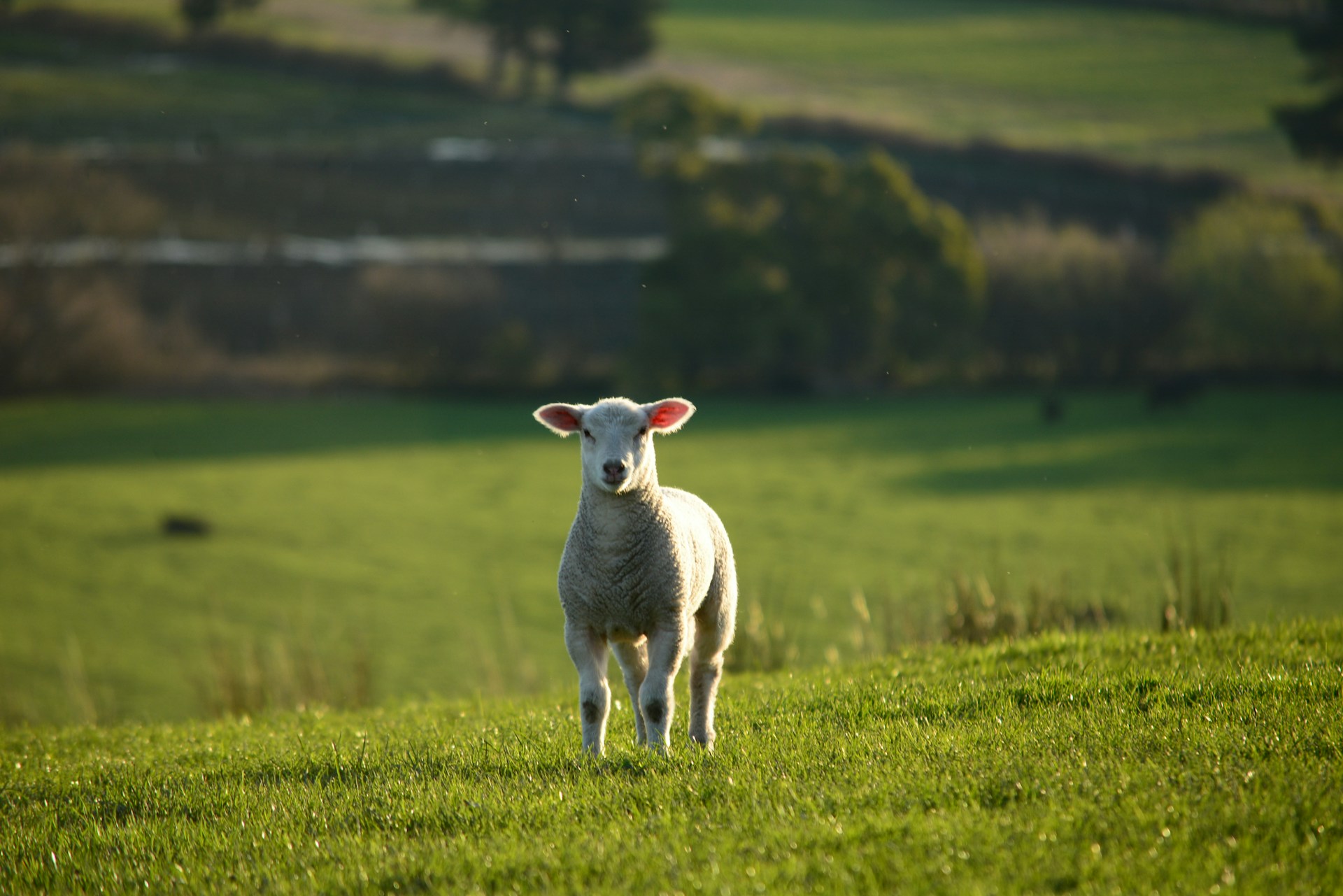 Featured image for “The Lamb That was Slain / 6.7.2026”
